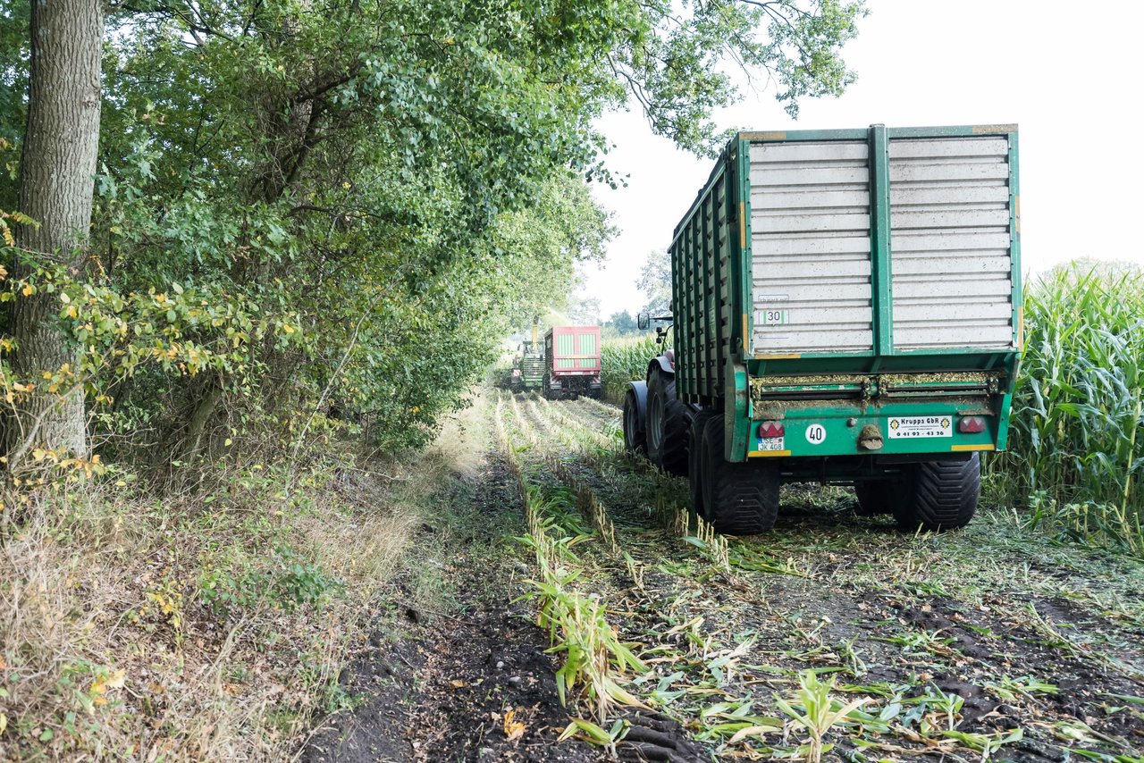 Bild 189 - Maisernte